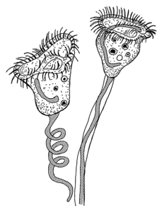 Vorticella sp.