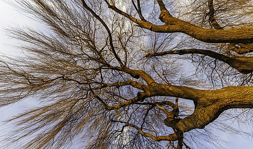 Willow in the Red Zone, Christchurch, New Zealand