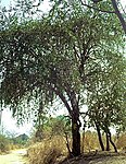 Jujube Tree-- Ziziphus mauritiana -- बदरी (Badarī) in Sanskrit; बेर in Hindi; बोर in Marathi; Kul in Bengali)