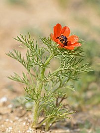 nyári hérics (Adonis aestivalis)