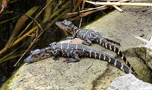 Alligator mississippiensis (American Alligator)