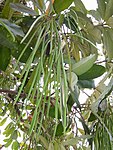 Saptaparni (Blackboard Tree, Indian Devil Tree, Chhatim in Bengali, Ditabark, Milkwood Pine, White Cheesewood and Pulai) -- Alstonia scholaris