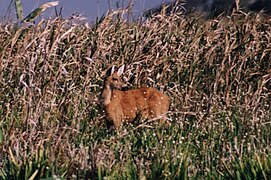 Cervo delle pampas.