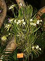 Brassavola nodosa