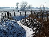 Natuurgebied De Paddepoel (januari 2012)