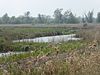 Castle Marshes