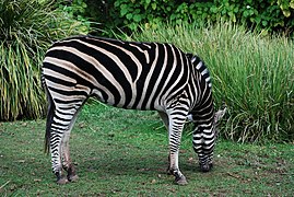 Equus quagga chapmani (zèbre de Chapman).