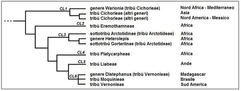 File:Cladogramma della sottofamiglia Cichorioideae.JPG