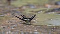 * Nomination: Close wing pudling of Lamproptera curius (Fabricius, 1787) - White DragontailThis image was uploaded as part of Wiki Loves Butterfly.I,--SVKMBFLY 19:42, 27 October 2024 (UTC) * * Review needed