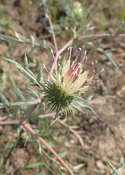 Cousinia armena