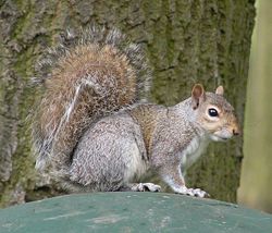 Sciurus carolinensis