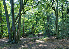 La lumière du soleil filtre à travers le feuillage verdoyant des grands arbres. Entre eux, un étroit chemin de pierres se faufile tel un serpent.