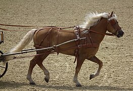 Russet colored harness