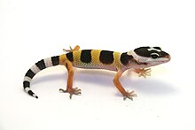 Petit lézard bandé de jaune et de noir, vu de côté, sur fond blanc.