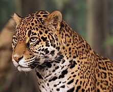 Jaguar head shot.jpg