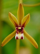 Cymbidium finlaysonianum