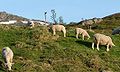 Dalasau sheep in Norway.