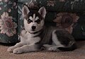 Siberian Husky