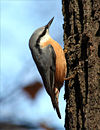 Eurasian Nuthatch