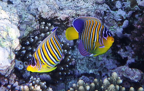 Королевский ангел (Pygoplites diacanthus). Korallen im Roten Meer, Ägypten. Makadi Bay. Hotel Grand Makadi Hausriff.