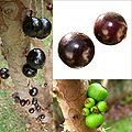 Jaboticaba, ovoce druhu M. cauliflora