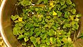 Oxalis cut leaves