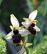 Ophrys exaltata