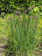 Tipulina (Allium schoenoprasum)