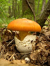 Caesar's Mushroom (Amanita caesarea)