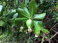 Buah B. asiatica