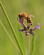 Apis mellifera (Western Honey Bee)