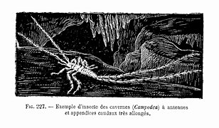 Campodca - insecte cavernicole.jpg