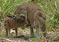 Eastern Grey Kangaroo joey feeding, retouched by Durova