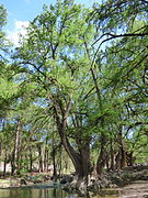 Comunidades como Salto de los Salado son conocidas por sus bosques de enormes sabinos (también llamados ahuehuetes, tules o cipreses mexicanos).