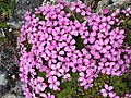 3436 Nord-Fron Fjellsmelle Silene acaulis (L.) Jacq.