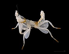 Esuvia di Mantodea (Hymenopus coronatus)