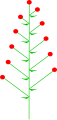 Disperse Verzweigung