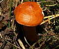 Ryzec oranžový (Lactarius aurantiacus)