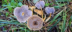 Lehter-torbikseen Cantharellus tubaeformis