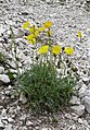 P. alpinum subsp. rhaeticum exemplaire à fleur jaune