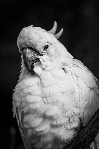 File:Parrot (16348929559).jpg