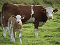 agricoltura e allevamento (in montagna)