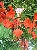 Royal Poinciana flower and leaf