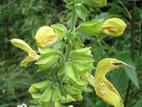 Salvia glutinosa