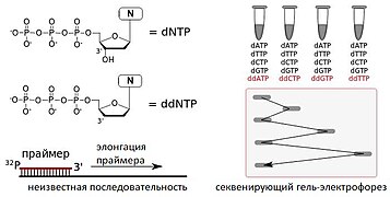Секвенирование ДНК по Сангеру.jpg