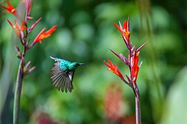 003 Olive-bellied Sunbird in flight at Kibale forest National Park Photo by Giles Laurent