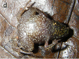 upside down frog with pale brown underside