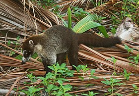 Nasua narica na Costa Rica