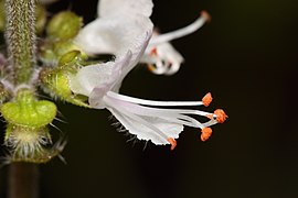 Ocimum basilicum flower closeup.JPG