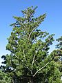 Araucaria cunninghamii.